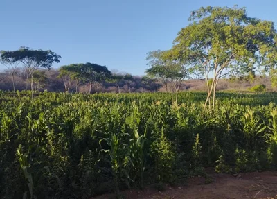 Plantação de maconha cultivada na Paraíba