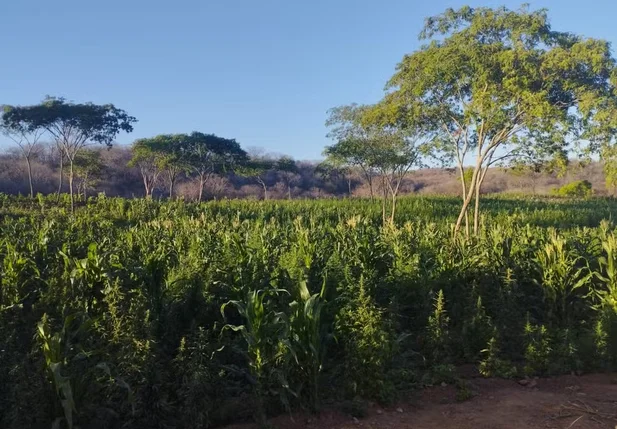 Plantação de maconha cultivada na Paraíba