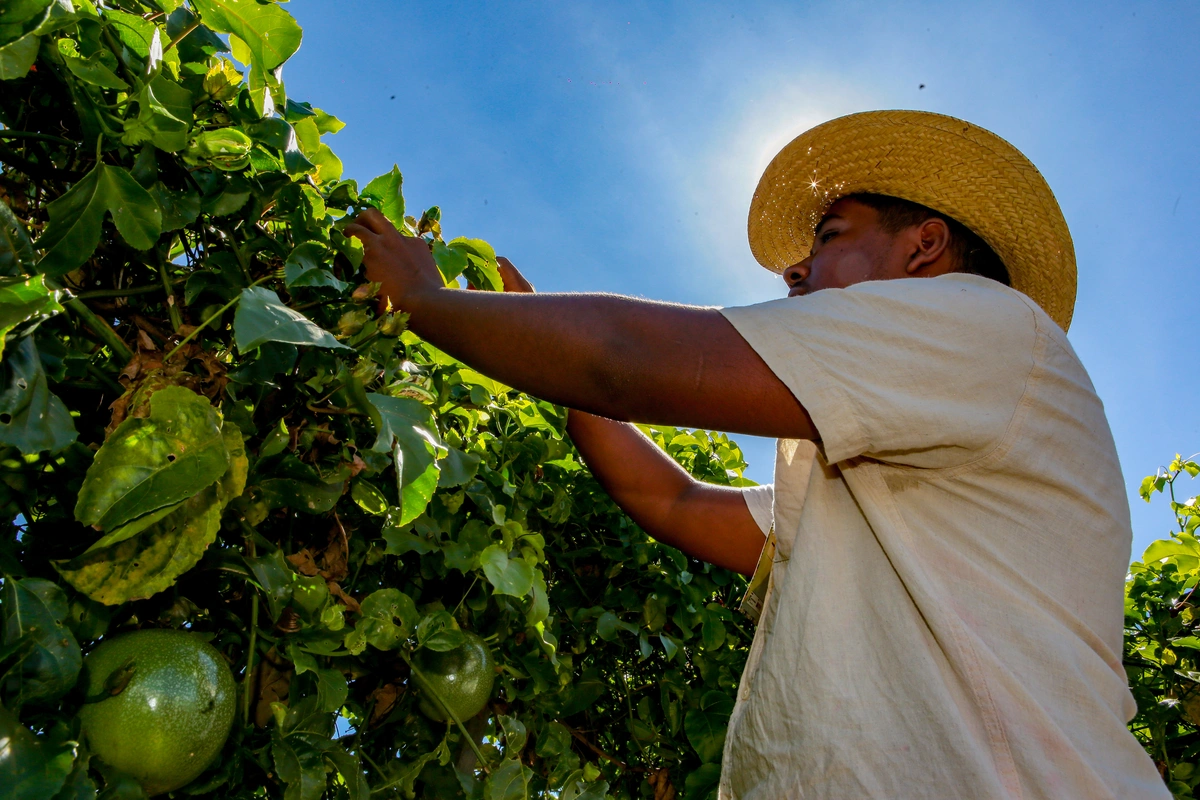 Produção agrícola no campo