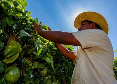 Produção agrícola no campo
