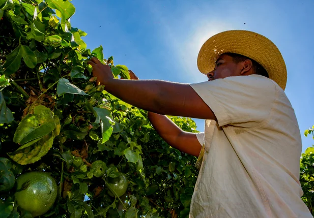 Produção agrícola no campo