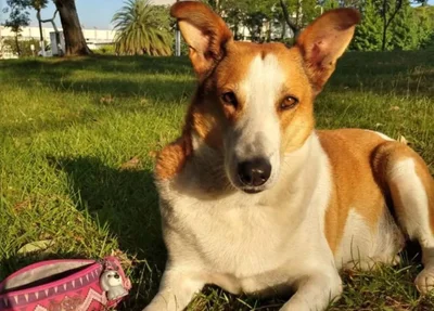 Silveira, o cão "pró-reitor de assuntos caninos" da UFSM