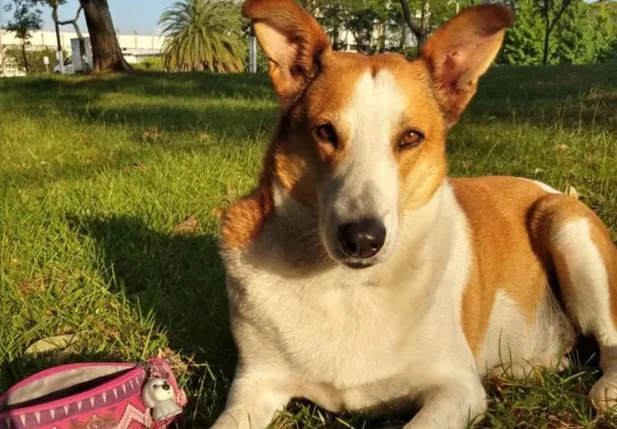 Silveira, o cão "pró-reitor de assuntos caninos" da UFSM