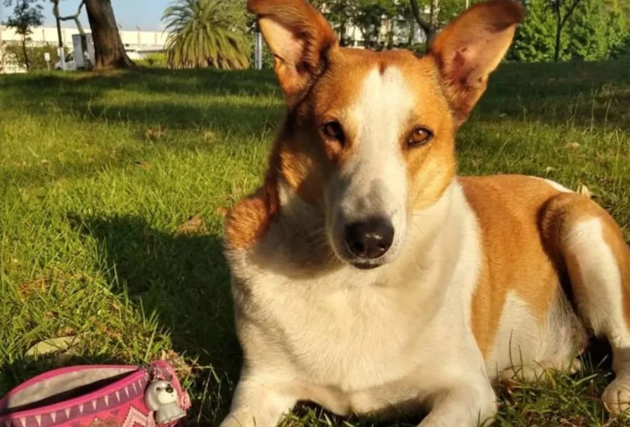 Silveira, o cão "pró-reitor de assuntos caninos" da UFSM