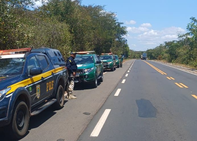 Ação da PRF resgatou 48 animais silvestres na BR-222