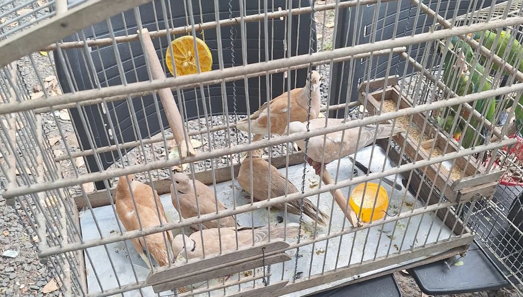 Aves em gaiolas