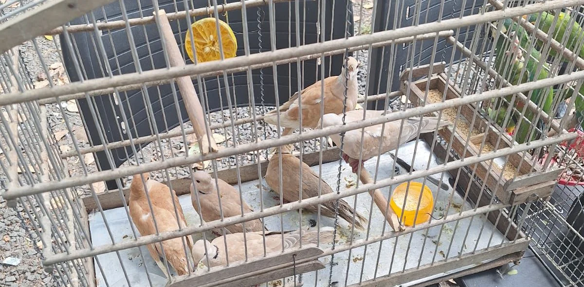 Aves em gaiolas