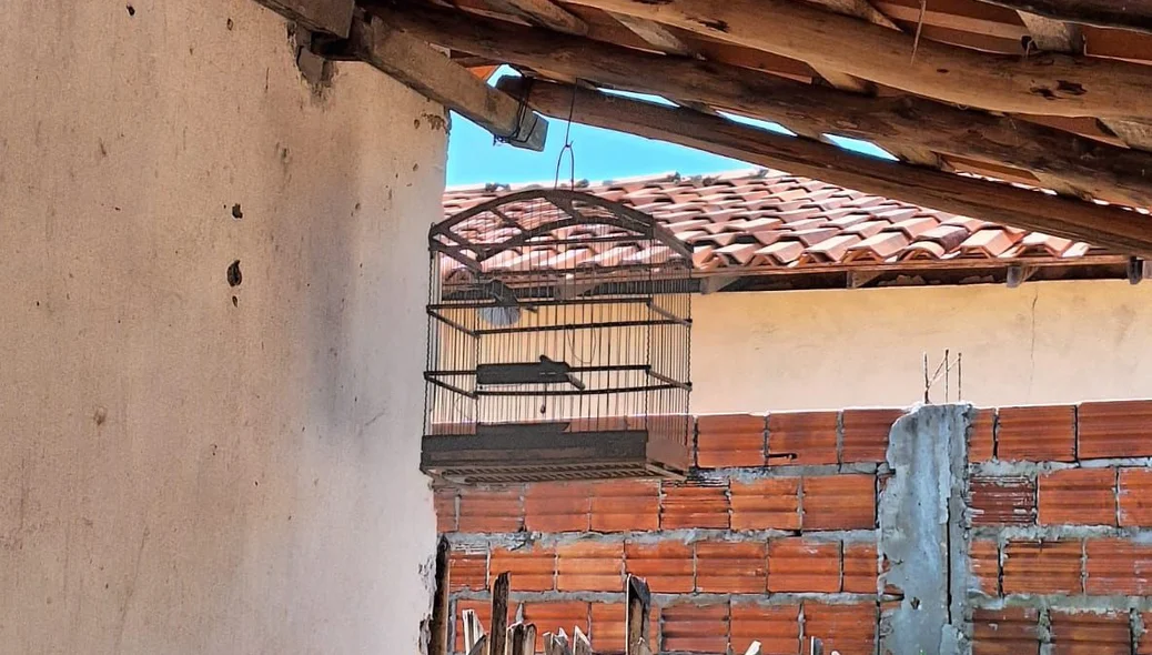 Aves resgatadas pela Polícia Militar