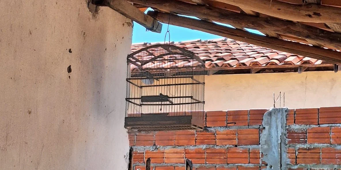 Aves resgatadas pela Polícia Militar
