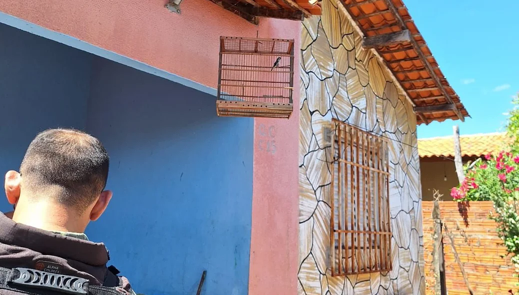 Aves silvestres mantidas em gaiolas