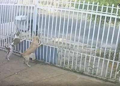 Cachorros esfaqueados na zona norte de Teresina