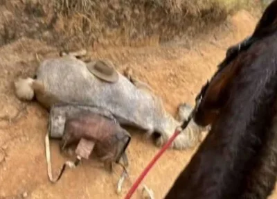 Cavalo encontrado com patas mutiladas em Bananal, São Paulo