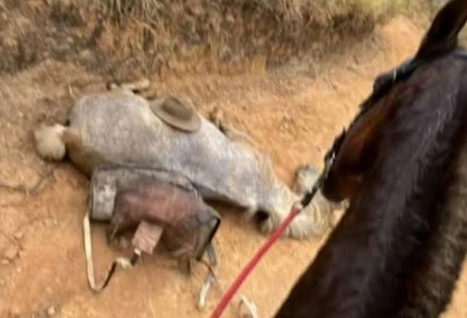 Cavalo encontrado com patas mutiladas em Bananal, São Paulo