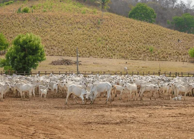 Criação de bois