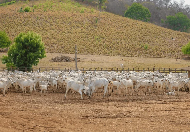 Criação de bois