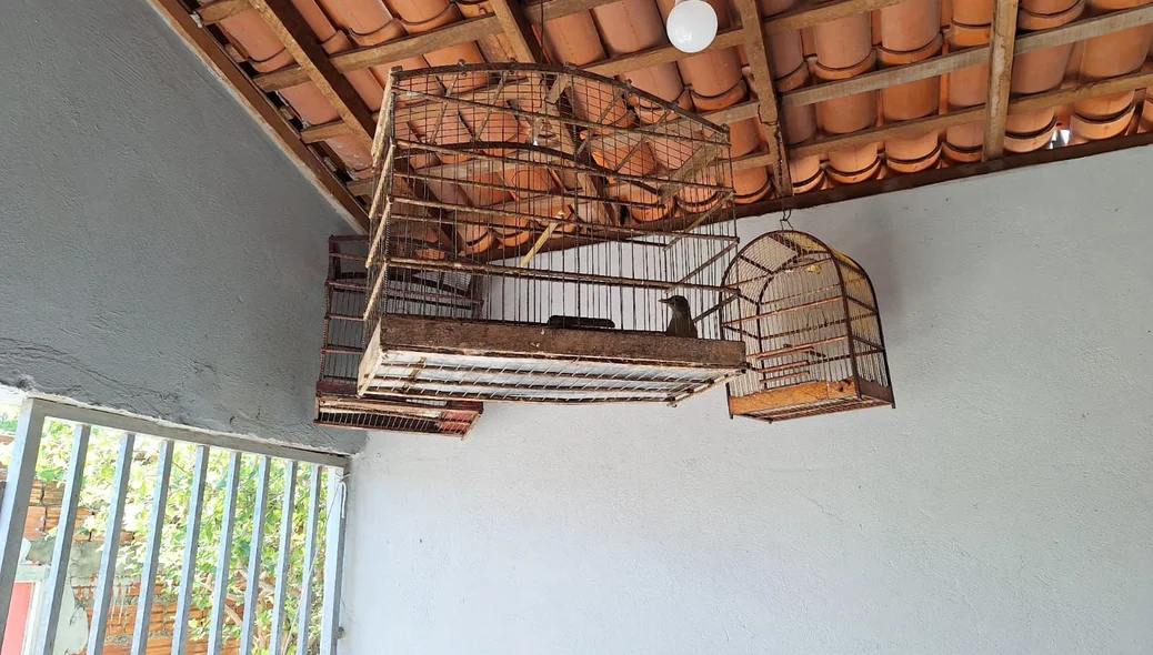 Criação irregular de aves silvestres em União