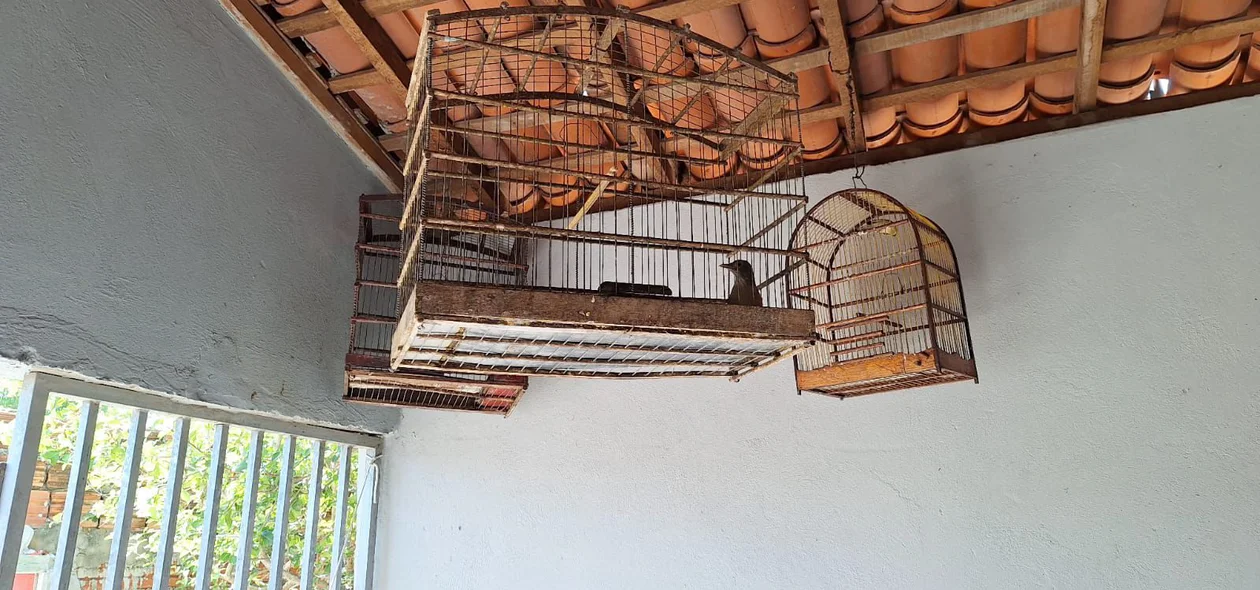 Criação irregular de aves silvestres em União