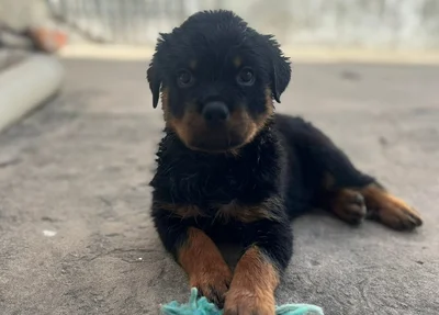 Filhote de Rottweiler resgatado pela Polícia Civil do Piauí