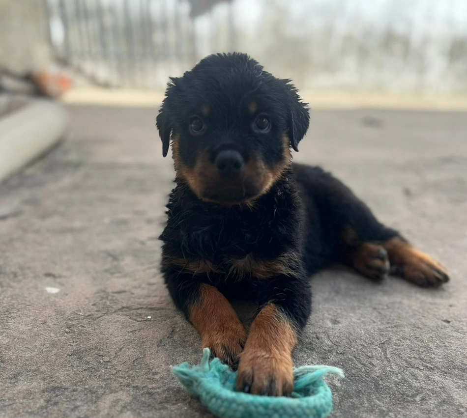 Filhote de Rottweiler resgatado pela Polícia Civil do Piauí