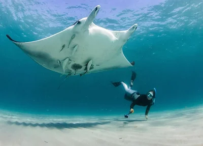 Mobula yarae