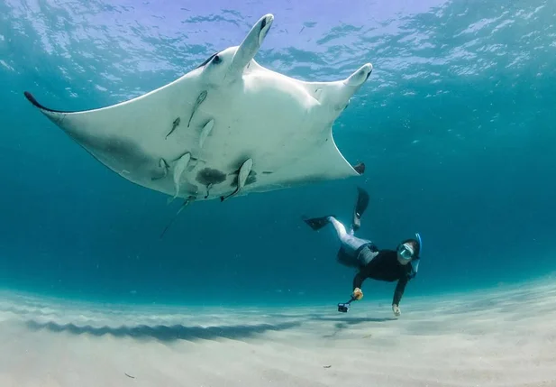 Mobula yarae
