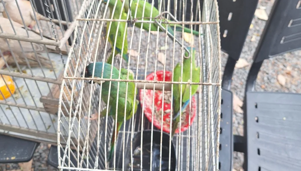 Operação resultou no resgate de aves silvestres