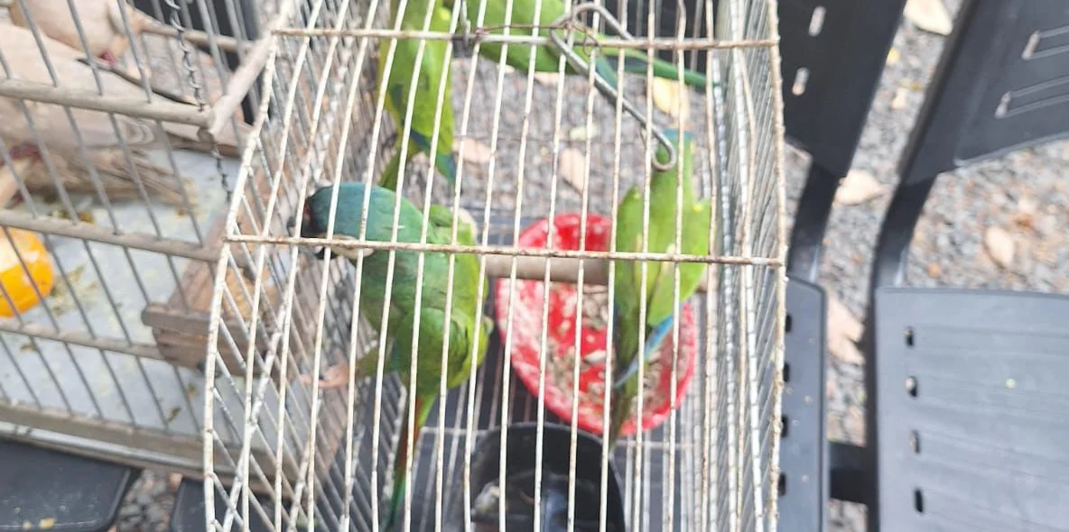 Operação resultou no resgate de aves silvestres