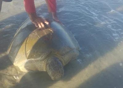 Tartaruga verde encalhada na Praia de Atalaia