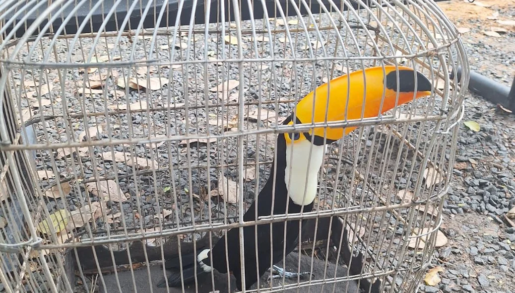 Tucano era mantido em cativeiro
