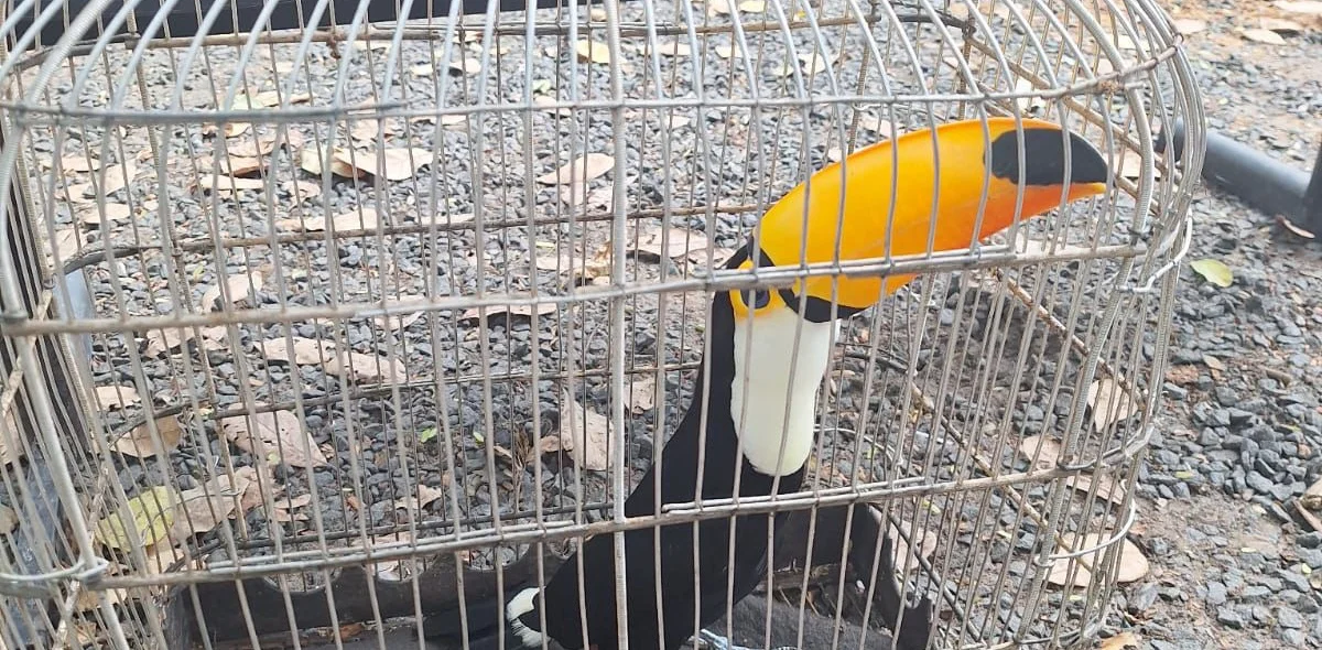 Tucano era mantido em cativeiro
