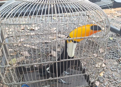 Tucano era mantido em cativeiro