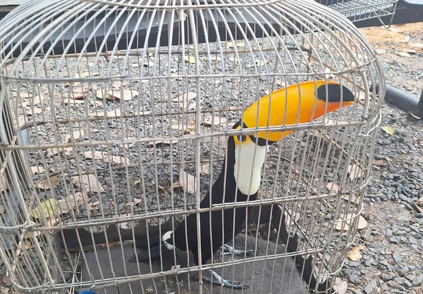 Tucano era mantido em cativeiro