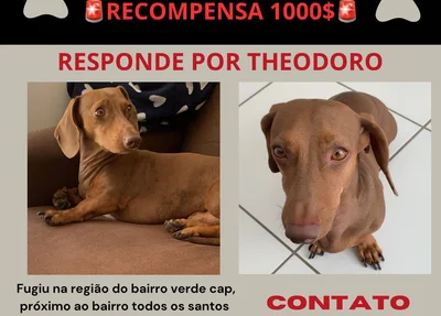 Tutores oferecem R$ 1000 para quem localizar o animal