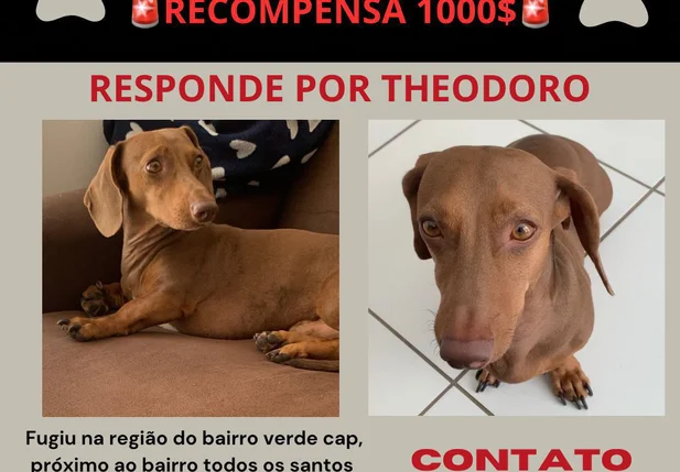 Tutores oferecem R$ 1000 para quem localizar o animal