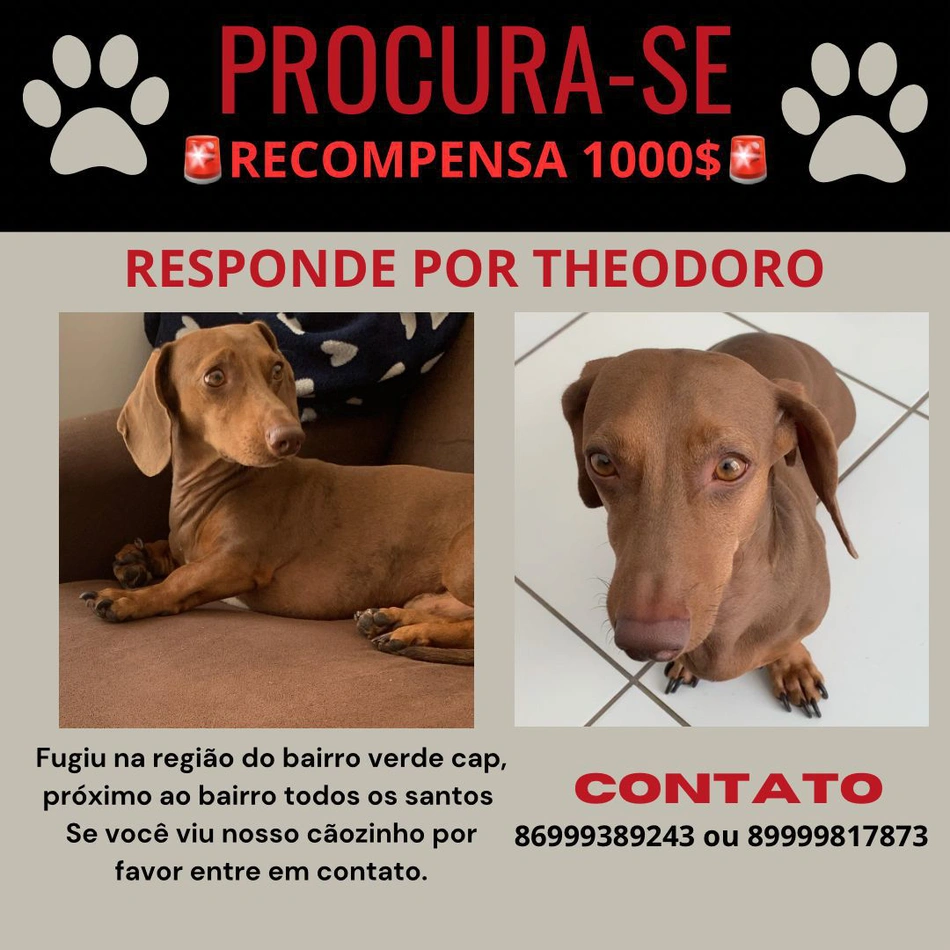 Tutores oferecem R$ 1000 para quem localizar o animal