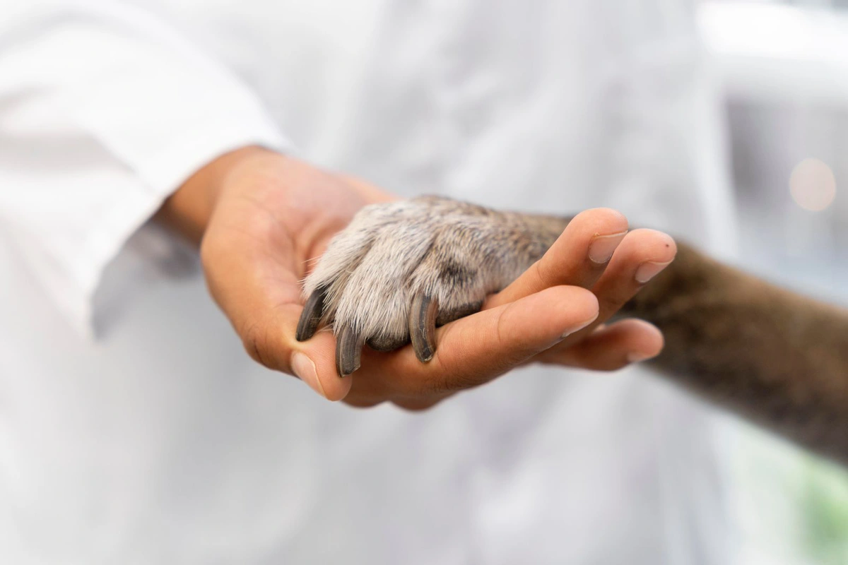 Amor entre humanos e animais