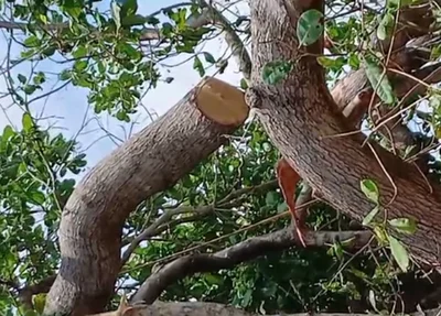 Galho do cajueiro caiu por cima da vítima