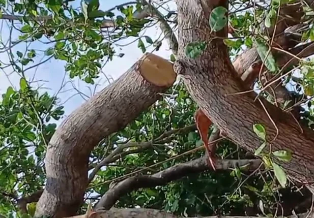 Galho do cajueiro caiu por cima da vítima