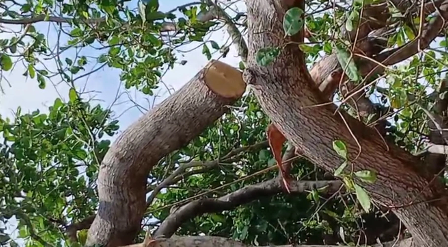 Galho do cajueiro caiu por cima da vítima