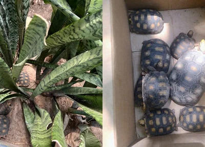 Jabutis resgatados