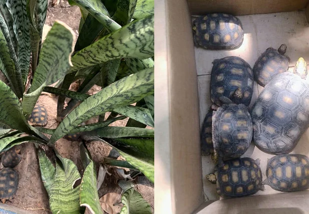 Jabutis resgatados