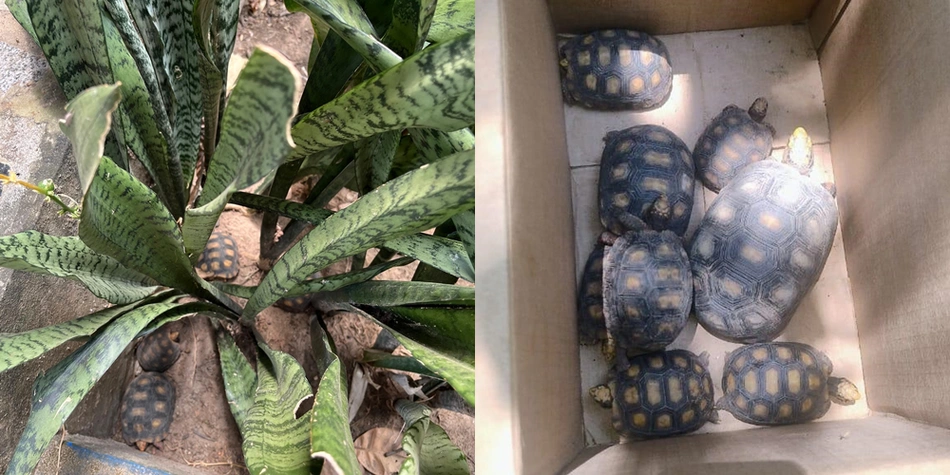 Jabutis resgatados