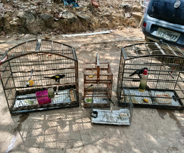 Mais de 20 animais silvestres e 10 armas são apreendidos em ação ambiental