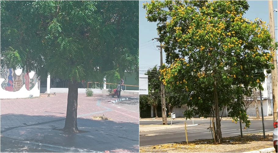 Nim se espalha em detrimento do Caneleiro, árvore símbolo da cidade