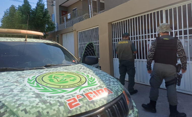 Polícia Militar e Ibama apreendem três papagaios criados ilegalmente
