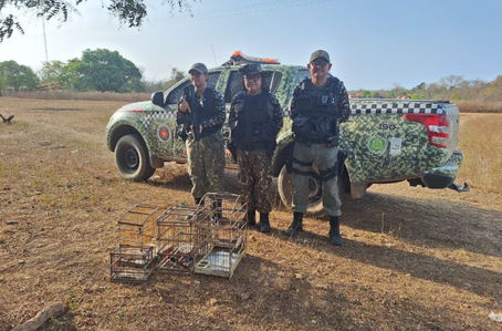 Polícia Militar resgata animais silvestres mantidos em cativeiro em Caraúbas do Piauí