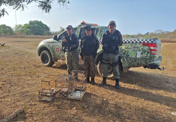 Polícia Militar resgata animais silvestres mantidos em cativeiro em Caraúbas do Piauí