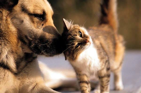 Uruçuí recebe pela primeira vez projeto de castração de cães e gatos