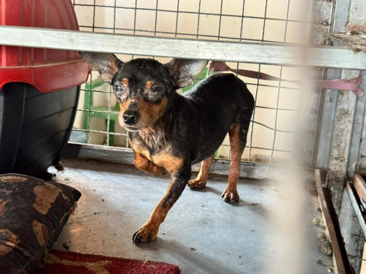 Animais das raças Spitz Alemão e Pinscher estavam mantidos em gaiolas