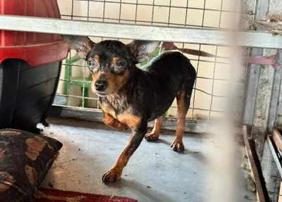 Animais das raças Spitz Alemão e Pinscher estavam mantidos em gaiolas